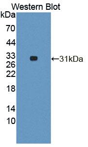 Polyclonal Antibody to Topoisomerase I, Mitochondrial (TOP1MT)