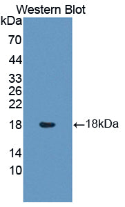 Polyclonal Antibody to Insulin Like Protein 3 (INSL3)