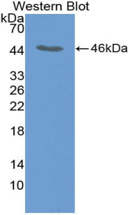 Polyclonal Antibody to Insulin Like Protein 5 (INSL5)