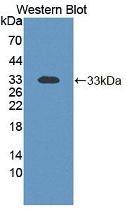 Polyclonal Antibody to Transcription Elongation Factor A1 (TCEA1)