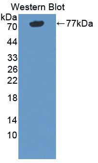 Polyclonal Antibody to Neutral Sphingomyelinase Activation Associated Factor (NSMAF)