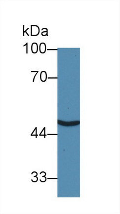 Polyclonal Antibody to Solute Carrier Family 30 Member 8 (SLC30A8)