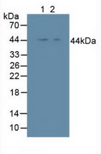 Polyclonal Antibody to Inhibitory Subunit Of NF Kappa B Epsilon (IkBe)
