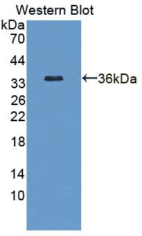 Polyclonal Antibody to Deoxyribonuclease X (DNASEX)