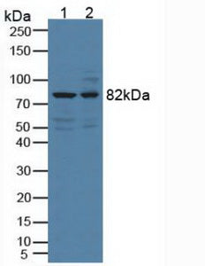 Polyclonal Antibody to Doublecortin Like Kinase 1 (DCLK1)