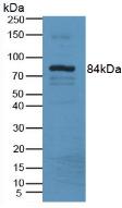 Polyclonal Antibody to Lysyl Oxidase Like Protein 3 (LOXL3)