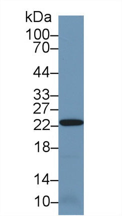 Polyclonal Antibody to Peroxiredoxin 2 (PRDX2)