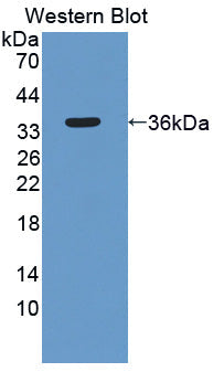 Polyclonal Antibody to Nesprin 1 (Nesp1)