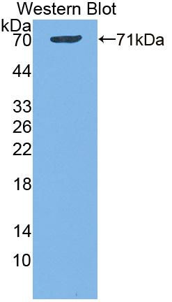Polyclonal Antibody to Dipeptidyl Peptidase 9 (DPP9)