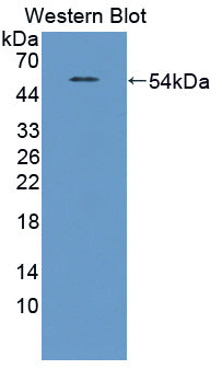 Polyclonal Antibody to Transcription Termination Factor, RNA polymerase I (TTF1)