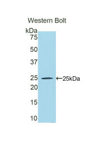 Polyclonal Antibody to Peroxisome Proliferator Activated Receptor Gamma Coactivator 1 Alpha (PPARgC1a)