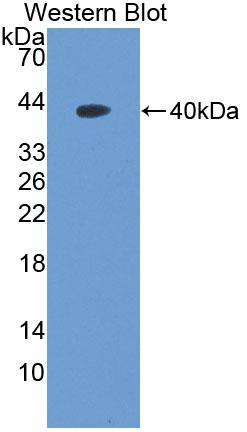 Polyclonal Antibody to Nucleosome Assembly Protein 1 Like Protein 1 (NAP1L1)