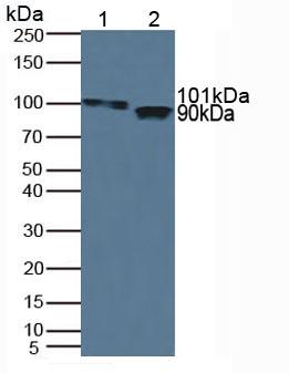 Polyclonal Antibody to Inter Alpha-Globulin Inhibitor H1 (ITIH1)