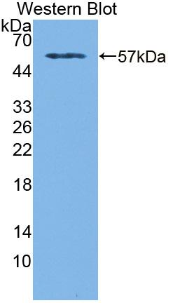 Polyclonal Antibody to Huntingtin Associated Protein 1 (HAP1)