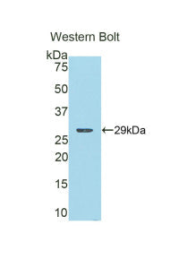 Polyclonal Antibody to Catechol-O-Methyltransferase (COMT)