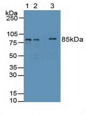 Polyclonal Antibody to Enhancer Of Zeste Homolog 2 (EZH2)