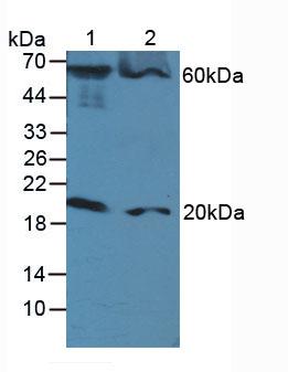 Polyclonal Antibody to Fas Associating Death Domain Containing Protein (FADD)