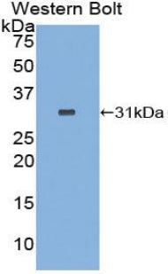 Polyclonal Antibody to O-Fucosylpeptide-3-Beta-N-Acetylglucosaminyltransferase (RFNG)