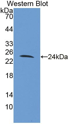 Polyclonal Antibody to Family With Sequence Similarity 20, Member A (FAM20A)