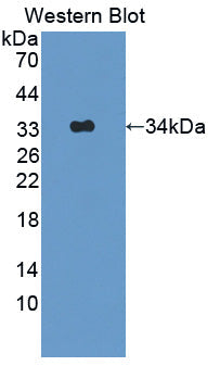 Polyclonal Antibody to Adaptor Protein Phosphotyrosine Interaction PH Domain And leucine Zipper Containing Protein 1 (APPL1)