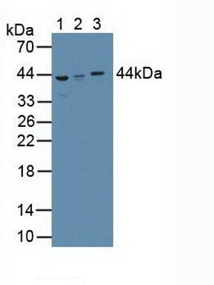 Polyclonal Antibody to Alpha-2-Glycoprotein 1, Zinc Binding (aZGP1)
