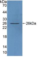 Polyclonal Antibody to Family With Sequence Similarity 3, Member C (FAM3C)