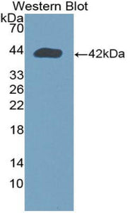 Polyclonal Antibody to Wingless Type MMTV Integration Site Family, Member 2 (WNT2)