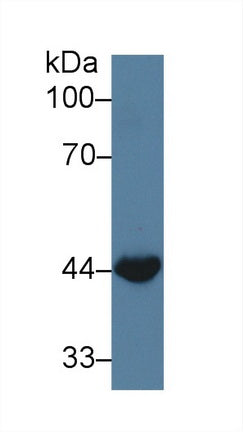 Polyclonal Antibody to Wingless Type MMTV Integration Site Family, Member 3A (WNT3A)