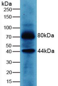 Polyclonal Antibody to Wingless Type MMTV Integration Site Family, Member 3A (WNT3A)