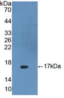 Polyclonal Antibody to Dickkopf Related Protein 4 (DKK4)