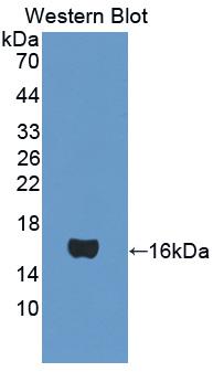 Polyclonal Antibody to Coupling Factor 6 (CF6)