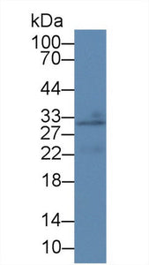 Polyclonal Antibody to Cellular Repressor Of E1A Stimulated Genes 1 (CREG1)