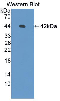 Polyclonal Antibody to Family With Sequence Similarity 135, Member B (FAM135B)