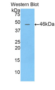 Polyclonal Antibody to Lipocalin 4 (LCN4)