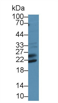 Polyclonal Antibody to Shisa Homolog 4 (SHISA4)