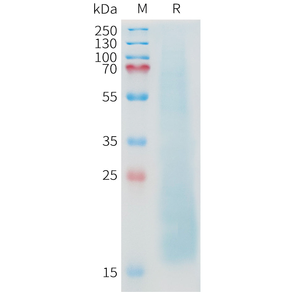 Cynomolgus MUC1 Protein, His Tag