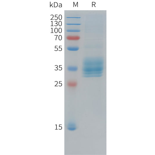 Cynomolgus Mesothelin Protein, His Tag