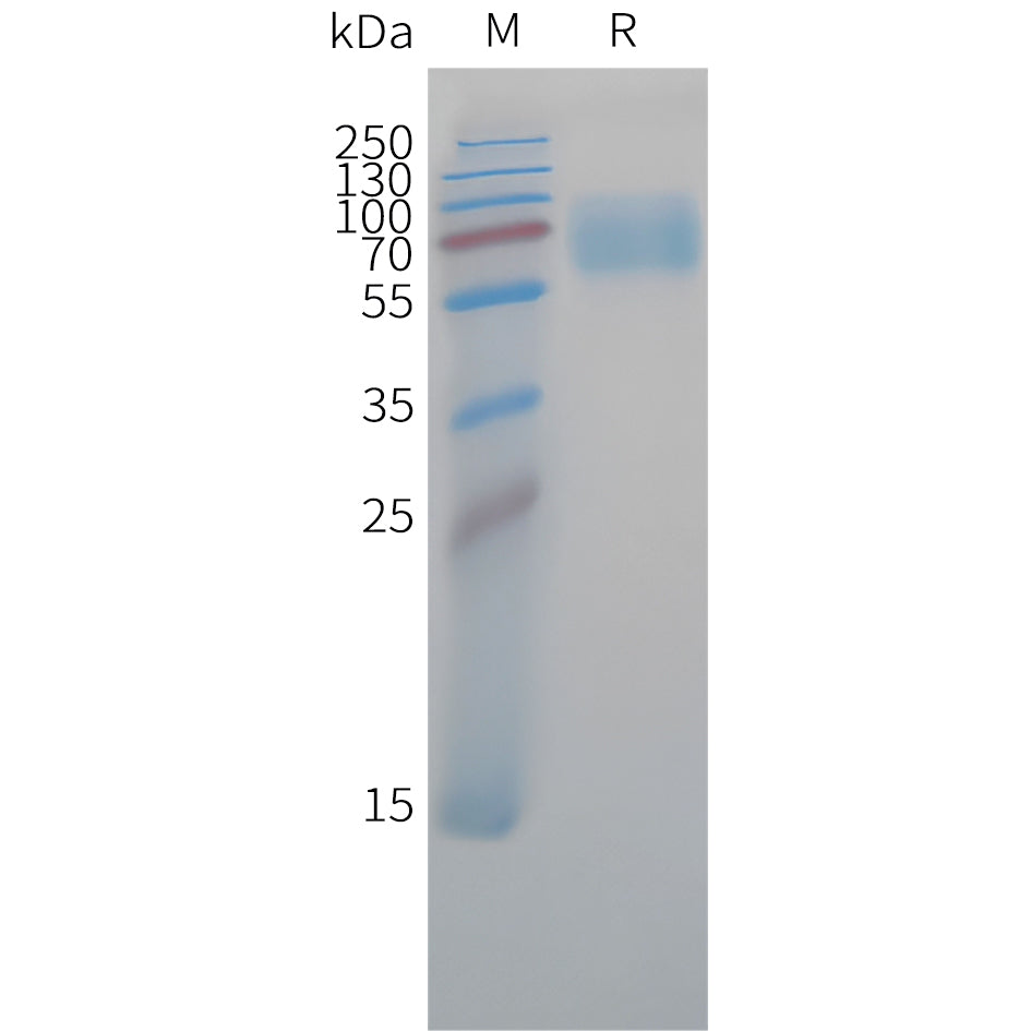 Cynomolgus CD47 Protein, hFc Tag