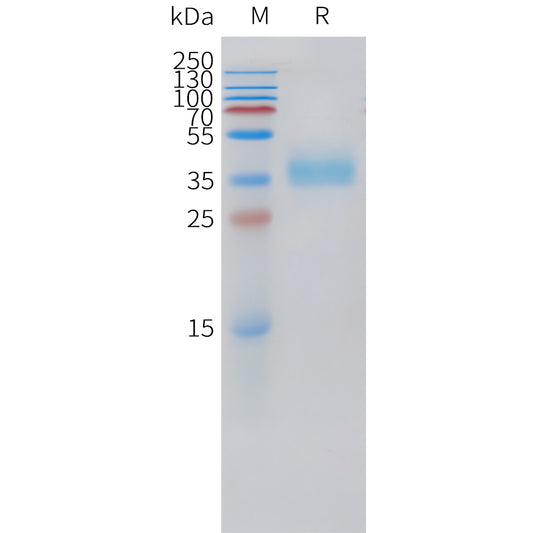 Cynomolgus Trop2 Protein, His Tag