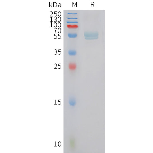 Human CLEC7A Protein, hFc Tag