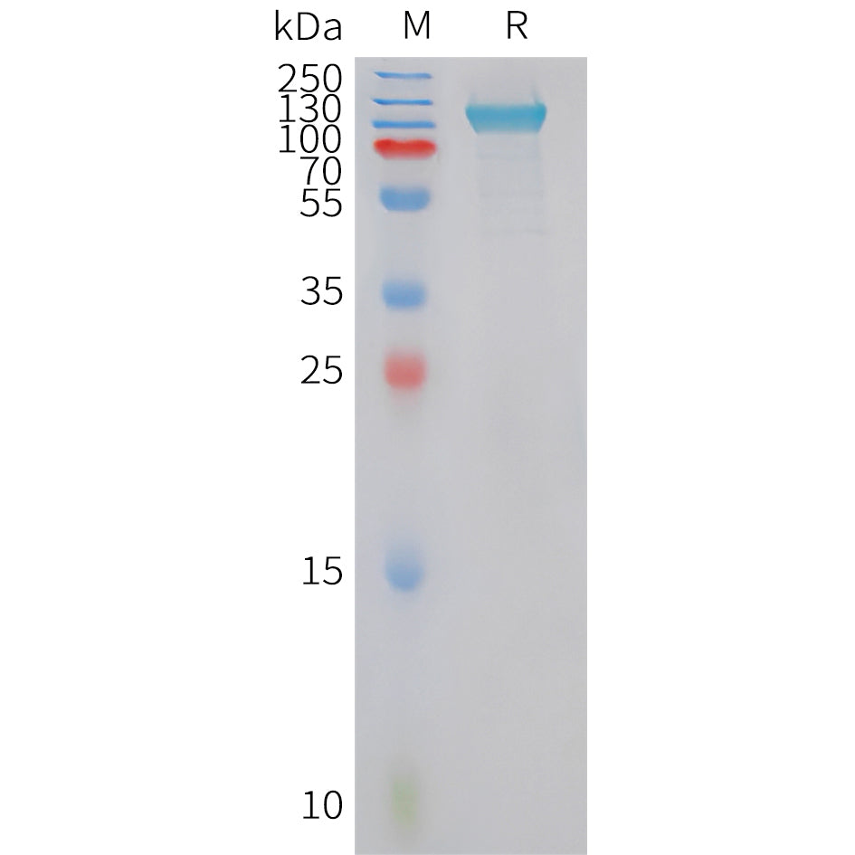 Human PLD4 Protein, hFc Tag