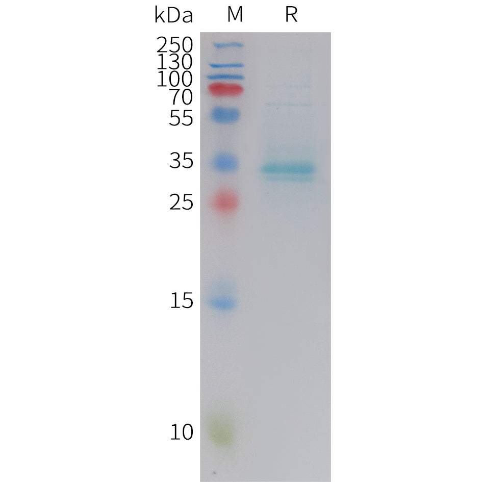 Human PTH Protein, hFc Tag