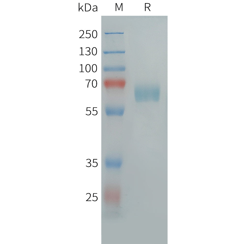 Human CLEC10A Protein, hFc Tag