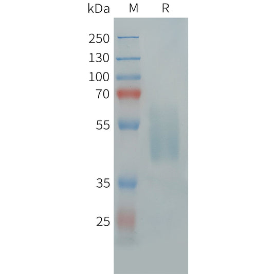 Human NTSR1 Protein, hFc Tag