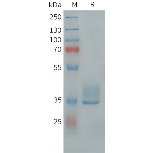 Human APLNR Protein, hFc Tag