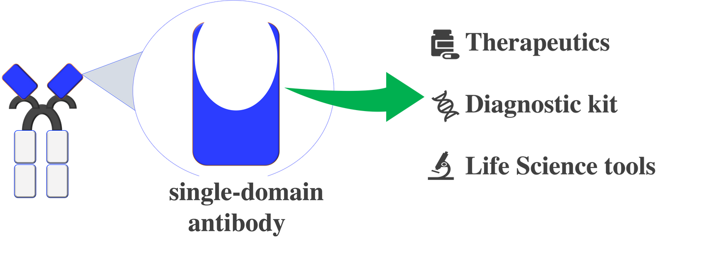 anti-Vim VHH antibody