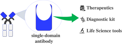 anti-Vim VHH antibody